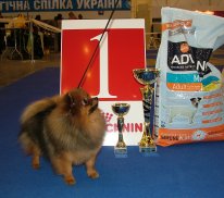 Юный Чемпион Клуба - SHANEL` COCO Z AMBER HAUS - Билявская С.